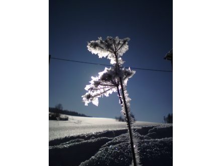Ledové květy - Jan Homolka (septima) - Deštné v Orlických horách - 29. 1. 2011