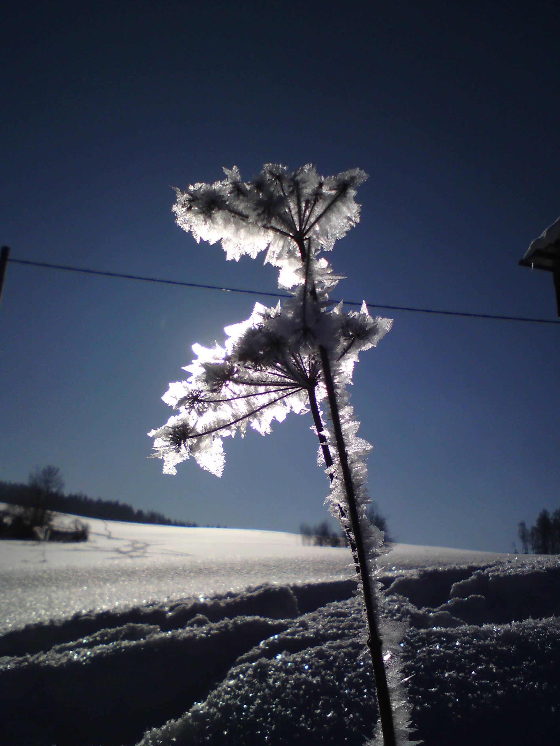 Ledové květy - Deštné v Orlických horách - 29. 1. 2011 - Foto: Jan Homolka (septima)